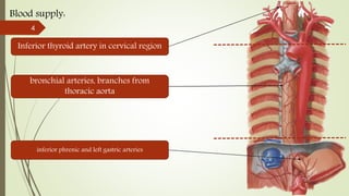 Blood supply:
Inferior thyroid artery in cervical region
bronchial arteries, branches from
thoracic aorta
inferior phrenic and left gastric arteries
4
 