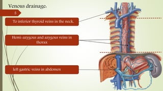 Venous drainage:
To inferior thyroid veins in the neck,
Hemi-azygous and azygous veins in
thorax
left gastric veins in abdomen
5
 