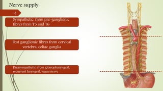 Nerve supply:
Sympathetic: from pre-ganglionic
fibres from T5 and T6
Post ganglionic fibres from cervical
vertebra, celiac ganglia
Parasympathetic: from glossopharyngeal,
recurrent laryngeal, vagus nerve
6
 
