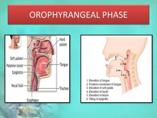 OROPHYRANGEAL PHASE
 