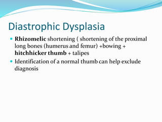 Diastrophic Dysplasia
 Rhizomelic shortening ( shortening of the proximal
long bones (humerus and femur) +bowing +
hitchhicker thumb + talipes
 Identification of a normal thumb can help exclude
diagnosis
 