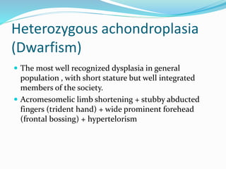 Heterozygous achondroplasia
(Dwarfism)
 The most well recognized dysplasia in general
population , with short stature but well integrated
members of the society.
 Acromesomelic limb shortening + stubby abducted
fingers (trident hand) + wide prominent forehead
(frontal bossing) + hypertelorism
 