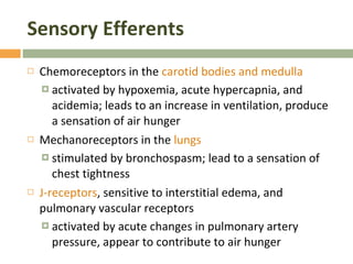 Sensory Efferents Chemoreceptors in the  carotid bodies and medulla activated by hypoxemia, acute hypercapnia, and acidemia; leads to an increase in ventilation, produce a sensation of air hunger Mechanoreceptors in the  lungs stimulated by bronchospasm; lead to a sensation of chest tightness J-receptors , sensitive to interstitial edema, and pulmonary vascular receptors activated by acute changes in pulmonary artery pressure, appear to contribute to air hunger 