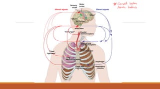 * Carotid bodies
Aortic bodies
 