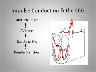 Impulse Conduction & the ECG
 Sinoatrial node

    AV node

  Bundle of His

 Bundle Branches
 