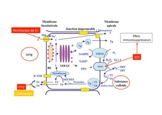 sang	
  
ATS	
  
PTU	
  
Eﬀets	
  
	
  immunosuppresseurs	
  
Perchlorate	
  de	
  K+	
  
Cor2coïdes	
  
 