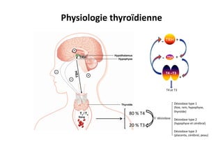 Physiologie	
  thyroïdienne	
  
80	
  %	
  T4	
  
20	
  %	
  T3	
  
5’	
  désiodase	
  
Désiodase	
  type	
  1	
  
(foie,	
  rein,	
  hypophyse,	
  
thyroïde)	
  
Désiodase	
  type	
  2	
  
(hypophyse	
  et	
  cérébral)	
  
Désiodase	
  type	
  3	
  
(placenta,	
  cérébral,	
  peau)	
  
TRH	
  
TSH	
   +	
  
+	
  
T4	
  et	
  T3	
  
T4	
  –T3	
  
+	
  -­‐	
  
-­‐	
  
 