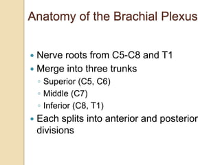 Anatomy of the Brachial Plexus
 Nerve roots from C5-C8 and T1
 Merge into three trunks
◦ Superior (C5, C6)
◦ Middle (C7)
◦ Inferior (C8, T1)
 Each splits into anterior and posterior
divisions
 