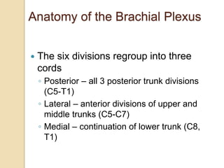 Anatomy of the Brachial Plexus
 The six divisions regroup into three
cords
◦ Posterior – all 3 posterior trunk divisions
(C5-T1)
◦ Lateral – anterior divisions of upper and
middle trunks (C5-C7)
◦ Medial – continuation of lower trunk (C8,
T1)
 