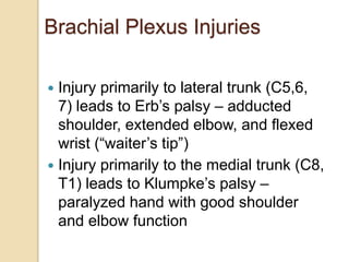 Brachial Plexus Injuries
 Injury primarily to lateral trunk (C5,6,
7) leads to Erb’s palsy – adducted
shoulder, extended elbow, and flexed
wrist (“waiter’s tip”)
 Injury primarily to the medial trunk (C8,
T1) leads to Klumpke’s palsy –
paralyzed hand with good shoulder
and elbow function
 