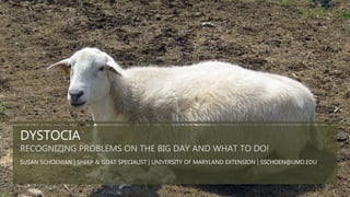 DYSTOCIA
RECOGNIZING PROBLEMS ON THE BIG DAY AND WHAT TO DO!
SUSAN SCHOENIAN | SHEEP & GOAT SPECIALIST | UNIVERSITY OF MARYLAND EXTENSION | SSCHOEN@UMD.EDU
 