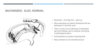 BACKWARDS: ALSO, NORMAL
 Backwards - hind legs first - spine up
 Most ewes/does can deliver lambs/kids that are
backward...