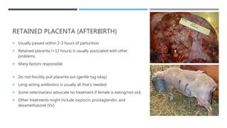 RETAINED PLACENTA (AFTERBIRTH)
 Usually passed within 2-3 hours of parturition
 Retained placenta (<12 hours) is usually...