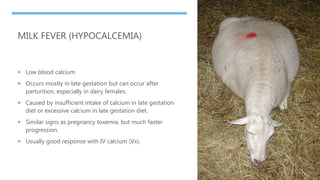 MILK FEVER (HYPOCALCEMIA)
 Low blood calcium
 Occurs mostly in late gestation but can occur after
parturition, especiall...