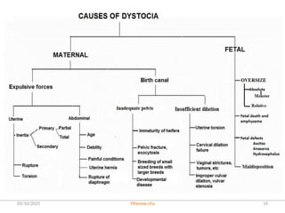 DYSTOCIA managements in cow. pp including the etiology ,predisposing ...