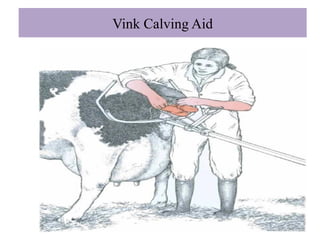 DYSTOCIA managements in cow. pp including the etiology ,predisposing ...