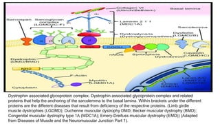 Dystrophin-glycoprotein-complex PPT.pptx