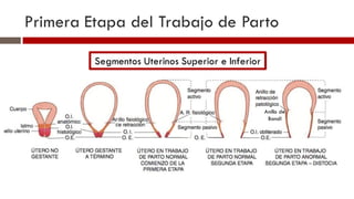 Trabajo de parto. Teorías, periodos y mecanismos | PDF