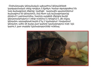 Ընդհանրապես կենդանական աշխարհում կենդանիների
կարգաբանական տեղը որոշելու և ճշտելու համար օգտագործում են
նաև ձայնագրման մեթոդը: Այսինքն` դաշտային պայմաններում
ձայնագրում են կենդանուն, իսկ հետո այդ ձայնագրությունը
բերվում է լաբորատորիա, հատուկ սարքերի միջոցով ձայնի
վերարտադրություն է տեղի ունենում և որոշվում է, թե տվյալ
կենդանու արտաբերած ձայնն ի՞նչ է նշանակում: Իրականում
կենդանու ամեն մի ձայնը շատ կարևոր նշանակություն ունի: Այն
կարող է շատ տարբեր նշանակություններ ունենալ:
 