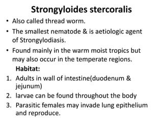 Strongyloides stercoralis
• Also called thread worm.
• The smallest nematode & is aetiologic agent
of Strongylodiasis.
• Found mainly in the warm moist tropics but
may also occur in the temperate regions.
Habitat:
1. Adults in wall of intestine(duodenum &
jejunum)
2. larvae can be found throughout the body
3. Parasitic females may invade lung epithelium
and reproduce.
 