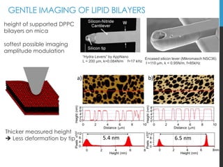 GENTLE IMAGING OF LIPID BILAYERS
height of supported DPPC
bilayers on mica
softest possible imaging
amplitude modulation
“...