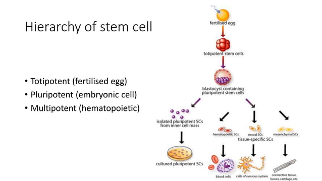 HEMATOPOIETIC STEM CELL TRANSPLANTATION | PPTX