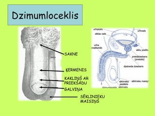Dzimumloceklis

SAKNE

ĶERMENIS
KAKLIŅŠ AR
PRIEKŠĀDU
GALVIŅA
SĒKLINIEKU
MAISIŅŠ

 