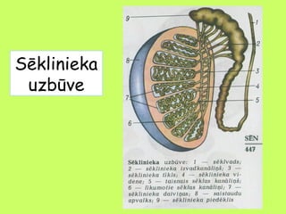 Sēklinieka
uzbūve

 