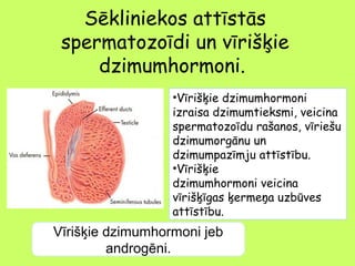 Sēkliniekos attīstās
spermatozoīdi un vīrišķie
dzimumhormoni.
•Vīrišķie dzimumhormoni
izraisa dzimumtieksmi, veicina
spermatozoīdu rašanos, vīriešu
dzimumorgānu un
dzimumpazīmju attīstību.
•Vīrišķie
dzimumhormoni veicina
vīrišķīgas ķermeņa uzbūves
attīstību.

Vīrišķie dzimumhormoni jeb
androgēni.

 