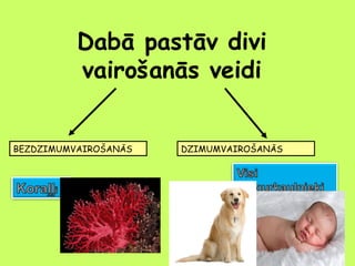 Dabā pastāv divi
vairošanās veidi
BEZDZIMUMVAIROŠANĀS

DZIMUMVAIROŠANĀS

 