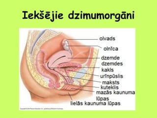 Iekšējie dzimumorgāni

 