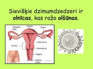 Sievišķie dzimumdzedzeri ir
olnīcas, kas ražo olšūnas.

 