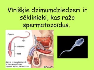 Vīrišķie dzimumdziedzeri ir
sēklinieki, kas ražo
spermatozoīdus.

 