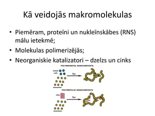 Kā veidojās makromolekulas
• Piemēram, proteīni un nukleīnskābes (RNS)
  mālu ietekmē;
• Molekulas polimerizējās;
• Neorganiskie katalizatori – dzelzs un cinks
 