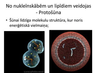 No nukleīnskābēm un lipīdiem veidojas
             - Protošūna
• Šūnai līdzīga molekulu struktūra, kur noris
  enerģētiskā vielmaiņa;
 