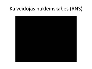 Kā veidojās nukleīnskābes (RNS)
 