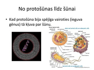 No protošūnas līdz šūnai
• Kad protošūna bija spējīga vairoties (ieguva
  gēnus) tā kļuva par šūnu.
 