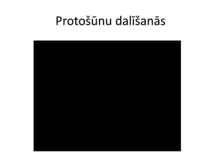 Protošūnu dalīšanās
 