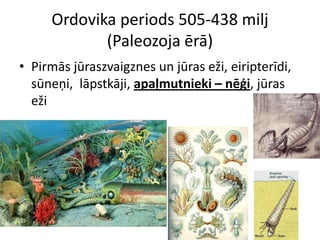 Ordovika periods 505-438 milj
            (Paleozoja ērā)
• Pirmās jūraszvaigznes un jūras eži, eiripterīdi,
  sūneņi, lāpstkāji, apaļmutnieki – nēģi, jūras
  eži
 
