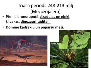 Triasa periods 248-213 milj
                (Mezozoja ērā)
• Pirmie bruņurupuči, cikadejas un ginki,
  ķirzakas, dinozauri, zīdītāji;
• Dominē kailsēkļu un paparžu meži.
 
