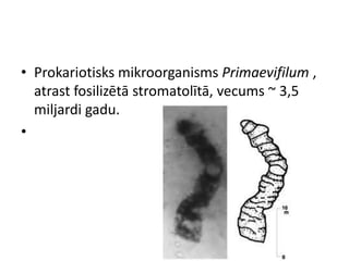 • Prokariotisks mikroorganisms Primaevifilum ,
  atrast fosilizētā stromatolītā, vecums ~ 3,5
  miljardi gadu.
•
 