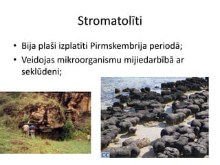 Stromatolīti
• Bija plaši izplatīti Pirmskembrija periodā;
• Veidojas mikroorganismu mijiedarbībā ar
  seklūdeni;
 