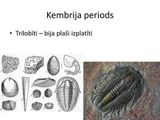Kembrija periods
• Trilobīti – bija plaši izplatīti
 