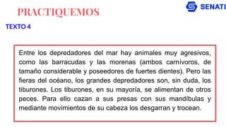 PRACTIQUEMOS
Entre los depredadores del mar hay animales muy agresivos,
como las barracudas y las morenas (ambos carnívoros, de
tamaño considerable y poseedores de fuertes dientes). Pero las
fieras del océano, los grandes depredadores son, sin duda, los
tiburones. Los tiburones, en su mayoría, se alimentan de otros
peces. Para ello cazan a sus presas con sus mandíbulas y
mediante movimientos de su cabeza los desgarran y trocean.
TEXTO 4
 