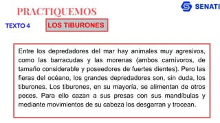 PRACTIQUEMOS
Entre los depredadores del mar hay animales muy agresivos,
como las barracudas y las morenas (ambos carnívoros, de
tamaño considerable y poseedores de fuertes dientes). Pero las
fieras del océano, los grandes depredadores son, sin duda, los
tiburones. Los tiburones, en su mayoría, se alimentan de otros
peces. Para ello cazan a sus presas con sus mandíbulas y
mediante movimientos de su cabeza los desgarran y trocean.
TEXTO 4 LOS TIBURONES
 