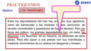 PRACTIQUEMOS
Entre los depredadores del mar hay animales muy agresivos,
como las barracudas y las morenas (ambos carnívoros, de
tamaño considerable y poseedores de fuertes dientes). Pero las
fieras del océano, los grandes depredadores son, sin duda, los
tiburones. Los tiburones, en su mayoría, se alimentan de otros
peces. Para ello cazan a sus presas con sus mandíbulas y
mediante movimientos de su cabeza los desgarran y trocean.
TEXTO 4 LOS TIBURONES
 