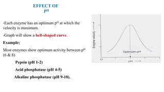 EFFECT OF
PH
-Each enzyme has an optimum pH at which the
velocity is maximum.
-Graph will show a bell-shaped curve.
Example:
Most enzymes show optimum activity between pH
(6 & 8)
Pepsin (pH 1-2)
Acid phosphatase (pH 4-5)
Alkaline phosphatase (pH 9-10).
 