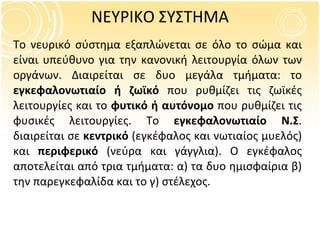 ΝΕΥΡΙΚΟ ΣΥΣΤΗΜΑ Το νευρικό σύστημα εξαπλώνεται σε όλο το σώμα και είναι υπεύθυνο για την κανονική λειτουργία όλων των οργάνων. Διαιρείται σε δυο μεγάλα τμήματα: το  εγκεφαλονωτιαίο ή ζωϊκό  που ρυθμίζει τις ζωϊκές λειτουργίες και το  φυτικό ή αυτόνομο  που ρυθμίζει τις φυσικές λειτουργίες. Το  εγκεφαλονωτιαίο Ν.Σ . διαιρείται σε  κεντρικό  (εγκέφαλος και νωτιαίος μυελός) και  περιφερικό  (νεύρα και γάγγλια). Ο εγκέφαλος αποτελείται από τρια τμήματα: α) τα δυο ημισφαίρια β) την παρεγκεφαλίδα και το γ) στέλεχος.  