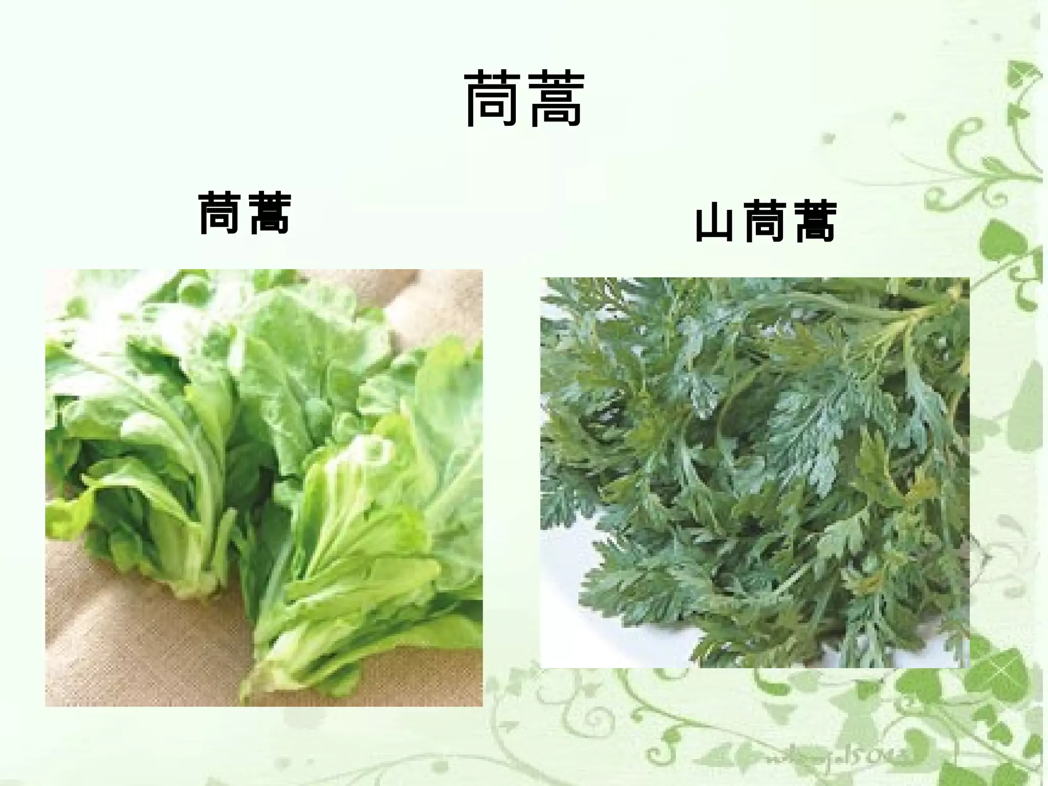 茼蒿
茼蒿        山茼蒿
 