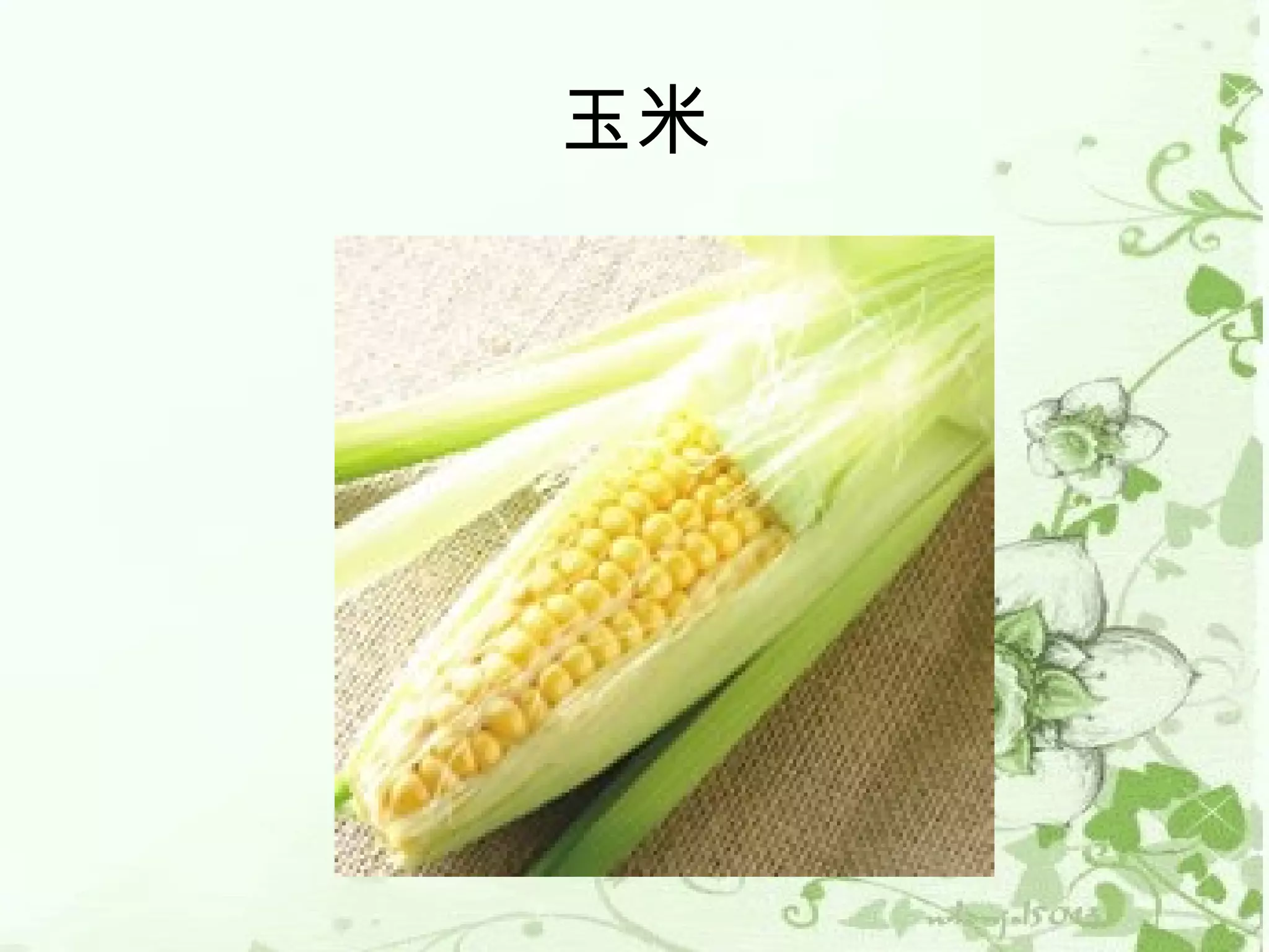 玉米
 